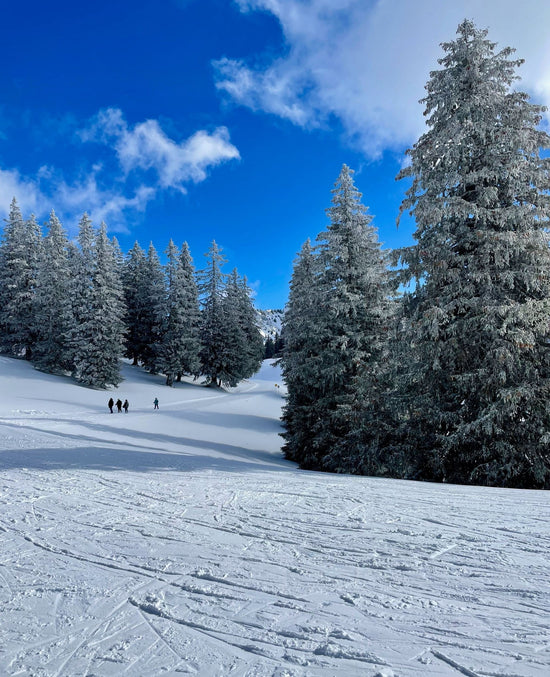 Snowy landscape with trees and skiers on a clear day