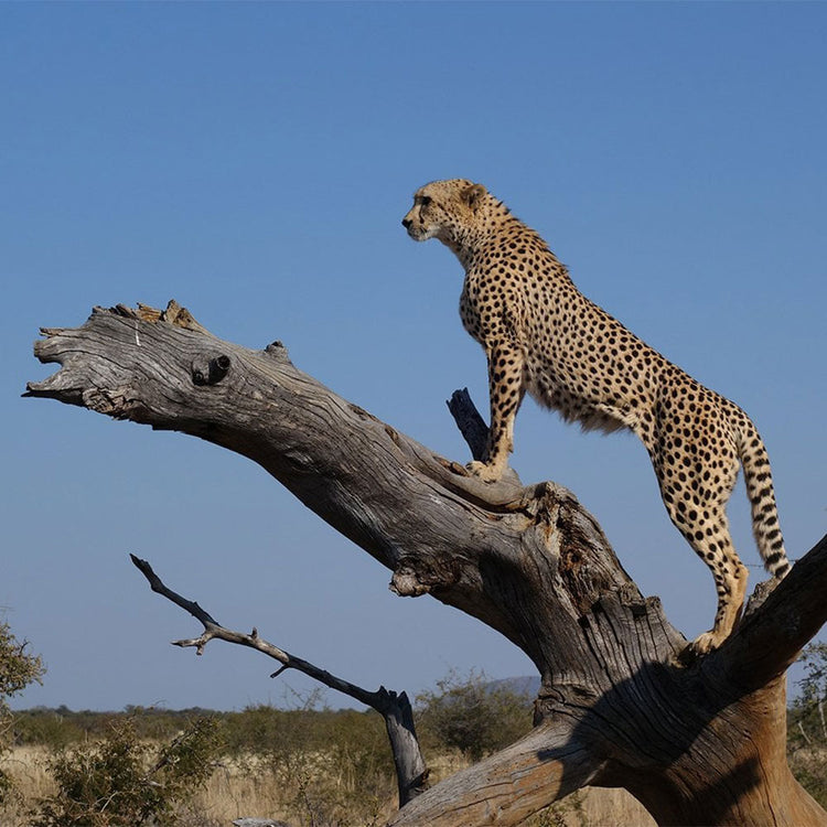 Cheetah standing on a log against a clear blue sky