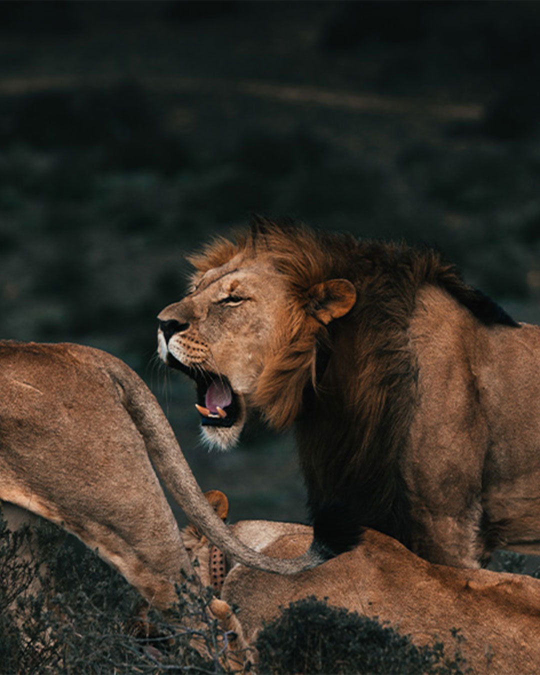 Two lions on a rocky outcrop with a dark background