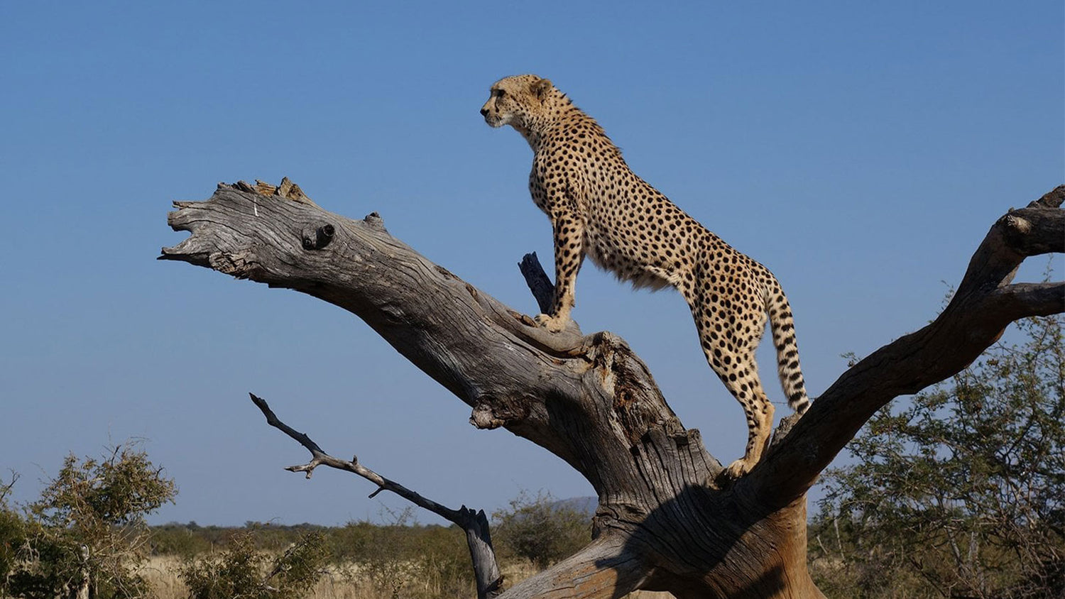 Cheetah standing on a tree branch with a clear blue sky in the background